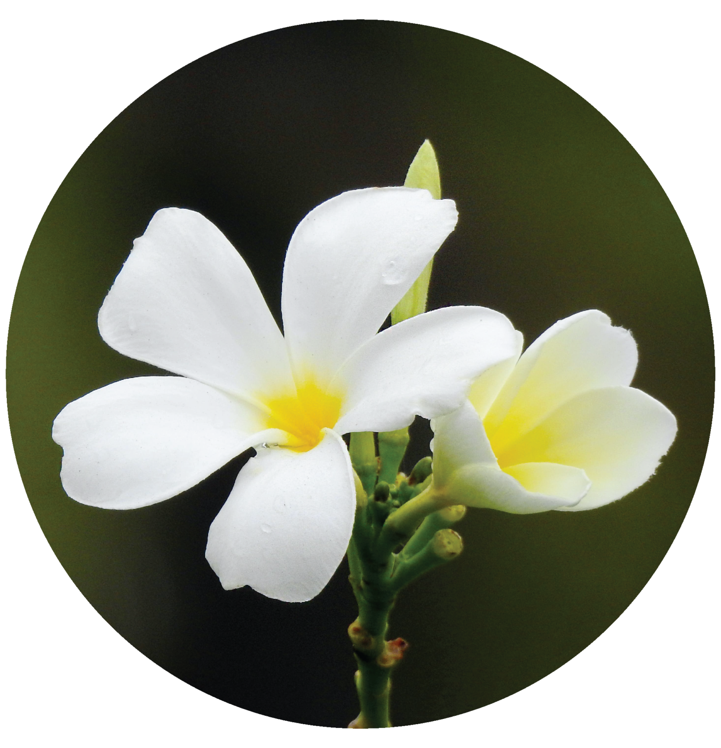 Plumeria flowers