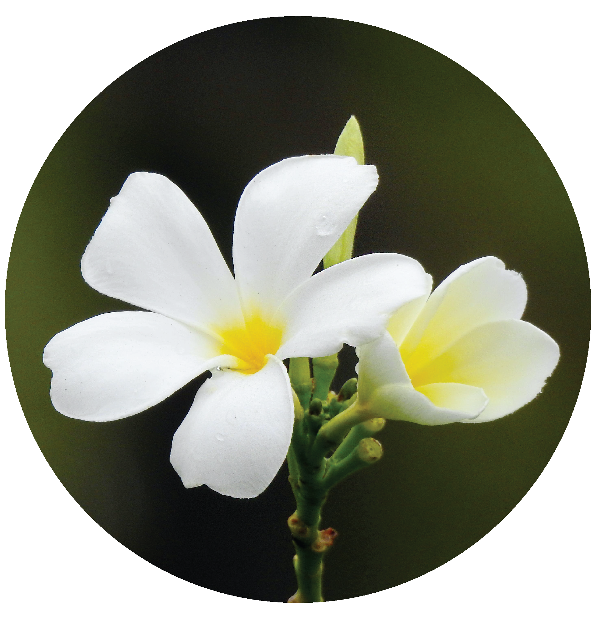 Plumeria flowers